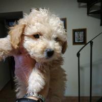 Barboncini toy piccolissimi champagne maschio