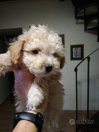 Barboncini toy piccolissimi champagne maschio