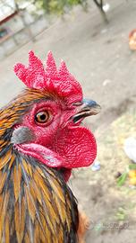 Animali ornamentali