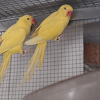 2 parrocchetti femmina