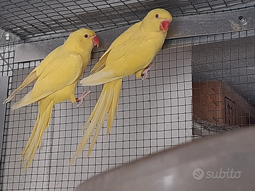 2 parrocchetti femmina