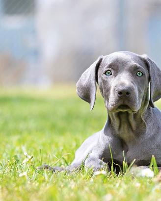 An tipa ra ssi ta rio per cani L