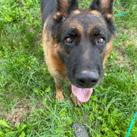 Pastore Tedesco adozione