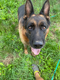 Pastore Tedesco adozione