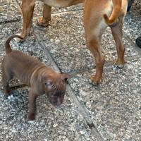 Cuccioli pitbull
