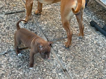 Cuccioli pitbull