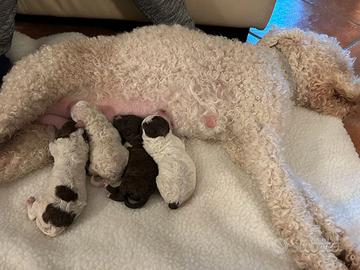 Cuccuoli di Lagotto Romagnolo con Pedigree