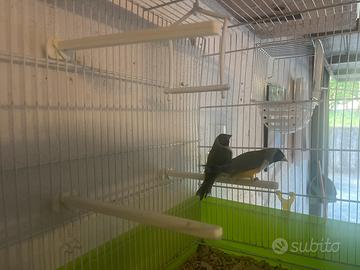 Coppia diamante di gould con gabbia