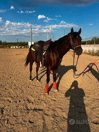 Cavallo Quarter