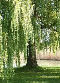 pianta Salice piangente