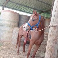 Cavalla araba