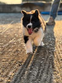 Cucciola border collie