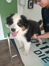Cucciolo di Pastore Australiano