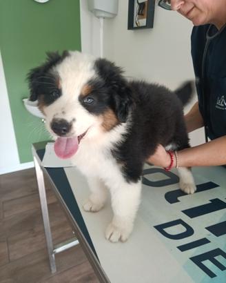 Cucciolo di Pastore Australiano