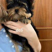 Yorkshire terrier con pedigree enci