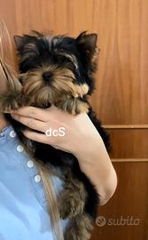 Yorkshire terrier con pedigree enci