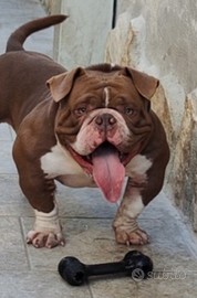 American Bully Exotic