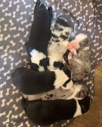 Cuccioli border collie