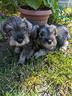 john-e-jollie-schnauzer-nano