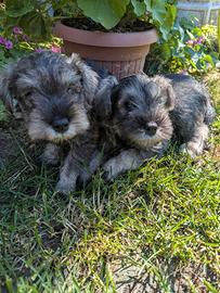 John e Jollie schnauzer nano