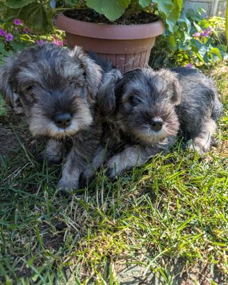 John e Jollie schnauzer nano
