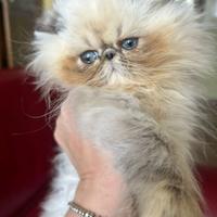 Gatto persiano cucciola