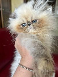 Gatto persiano cucciola