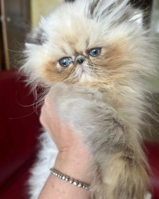 Gatto persiano cucciola