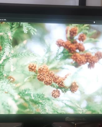 Monitor Asus 24" e Samsung 22"