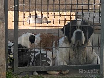 Cuccioli di San Bernardo con pedigree
