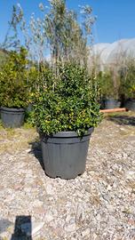 piracanta pianta da siepe