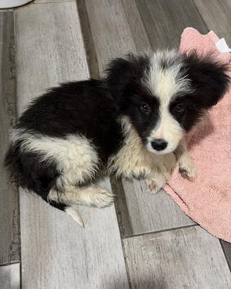 Cucciola border collie di 3 mesi
