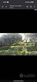Terreno agricolo con uliveti