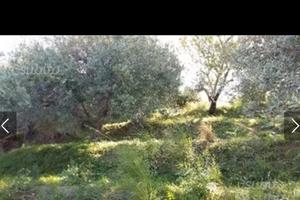 Terreno agricolo con uliveti