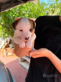 Jack Russell