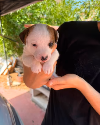 Jack Russell