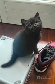 Gattini Scottish con pedigree 
