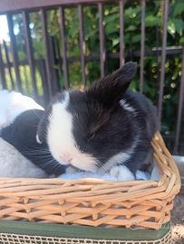 Minilop purissimi cuccioli vari colori e cucciolon