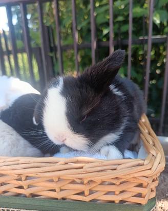 Minilop purissimi cuccioli vari colori e cucciolon