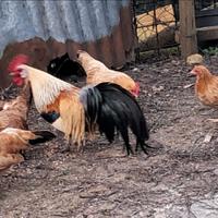 Coppie di Mugellesi