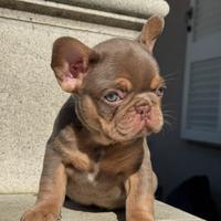Bulldog francese