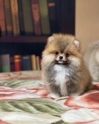 Cuccioli di Spitz nano Pomerania