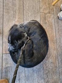 Incrocio tra setter e bracco