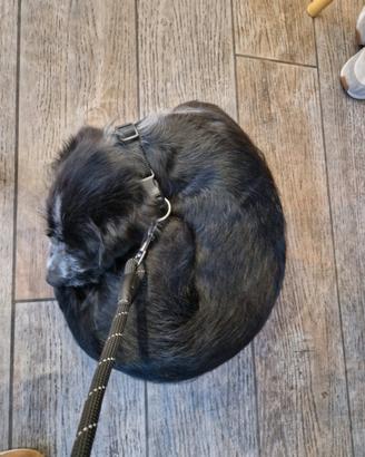Incrocio tra setter e bracco