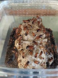 Blatte lateralis Small/Medie 100pz