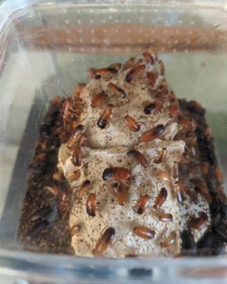 Blatte lateralis Small/Medie 100pz
