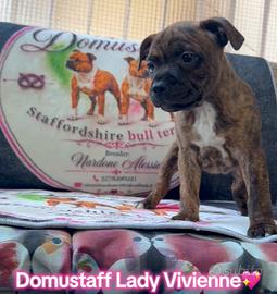Cuccioli Staffordshire bull terrier