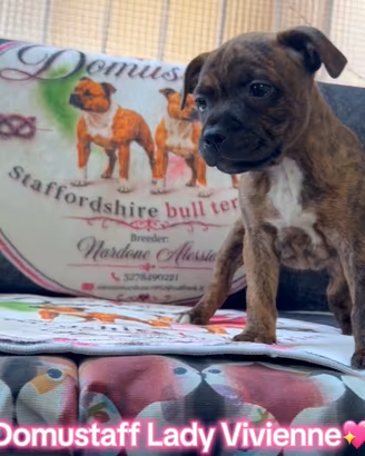 Cuccioli Staffordshire bull terrier