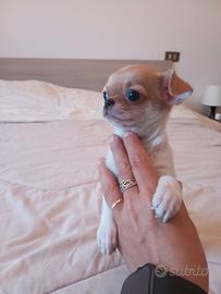 Chihuahua