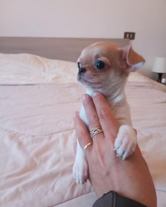 Chihuahua